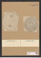 Diatomeae indet. Zeichnungen Sammlung Grunow Nr. 7965 (NHMW-BOT-W0377252)